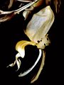 Stanhopea frymirei Orchi 001