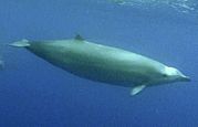 True's beaked whale.jpg