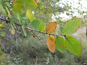 Ulmus crassifolia leaves.jpeg