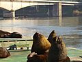 Valdivian sea lions