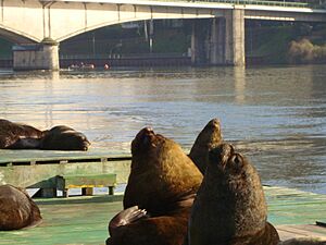 Valdivian sea lions