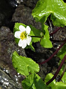 White marsh marigold 01