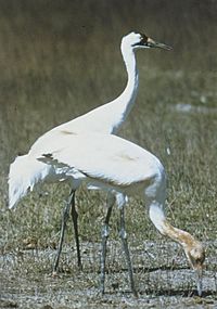 Whooping Cranes USFWS