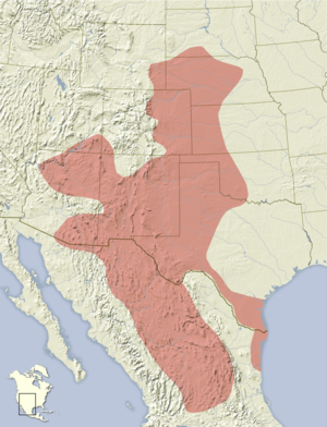 Xerospermophilus spilosoma distribution map