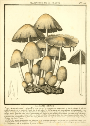 Agaricus micaceus Bulliard