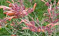 Agastache rupestris2 lg