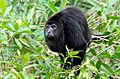 Alouatta pigra Belize Zoo 2.jpg