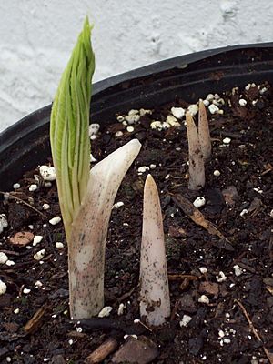 Amorphophallus abyssinicus 012 (3507565078).jpg