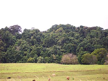 Andrew Johnston Scrub & cows.jpg