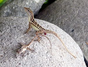 Anolis lineatopus pair