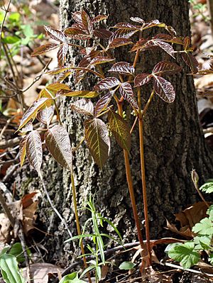 Aralia nudicaulis 002.jpg