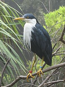 Ardea picata 1c