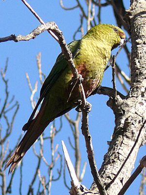 Austral Parakeet.jpg