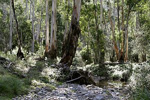 Australian bush