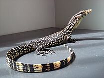 Baby varanus salvator