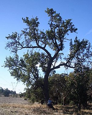 Banksia ilicifolia marchetti email