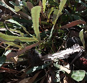 Banksia petiolaris foliage