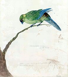 Black-fronted Parakeet