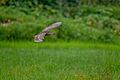 Black Crowned Night-Heron