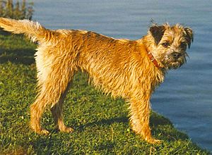 Border-terrier-bitch