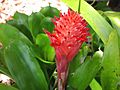 Bromeliad05