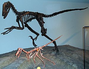 Buitreraptor-Deinonychus