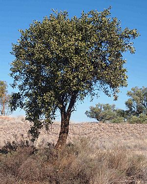 Caparris mitchellii