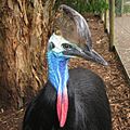 Casuarius casuarius -upper body -captive-8a-2c