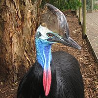 Casuarius casuarius -upper body -captive-8a-2c