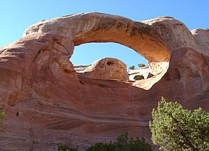 Cedar tree arch