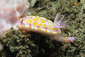 Ceratosoma amoena.jpg