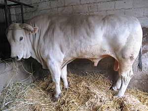 Chianina Bulle