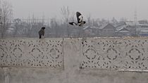 Common Myna in Srinagar