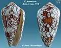 Conus pennaceus 8