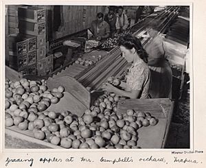 DA 38.671 Campbell's Orchard, Mapua