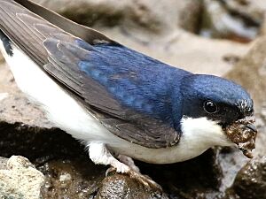 Delichon urbicum-gathering mud