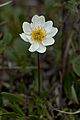 Dryas integrifolia (7833269336)