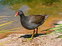 Dusky moorhen442.jpg