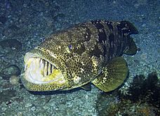 Epinephelus malabaricus