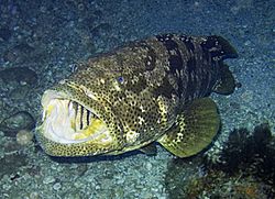 Epinephelus malabaricus.jpg