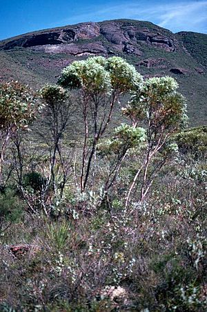 Eucalyptus buprestium habit.jpg