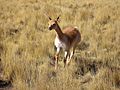 Female Vicuña running