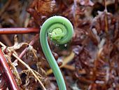 Fiddlehead