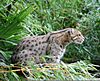 Fishing Cat Pessac zoo.jpg