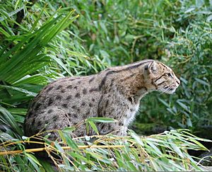 Fishing Cat Pessac zoo