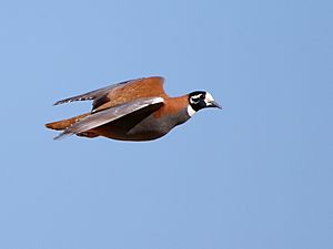 Flock Bronzewing 6154.jpg