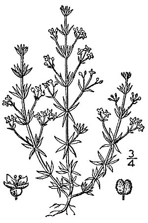 Galium parisiense BB-1913.jpg