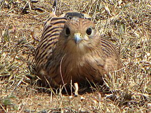 Greater Kestrel, juvenile, Serengeti