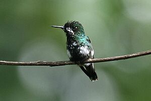 Green Thorntail (Discosura conversii).jpg