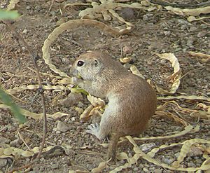 Ground squirrel mesquite